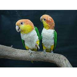 Рыжеголовый белобрюхий попугай (Pionites leucogaster)