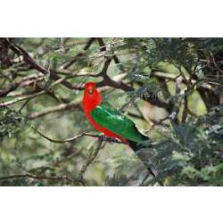 Желтоплечий королевский попугай (Alisterus chloropterus)