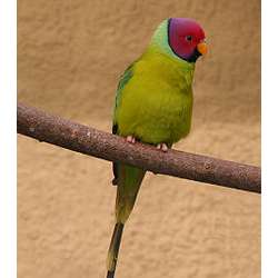 Красноголовый кольчатый попугай (Psittacula cyanocephala)