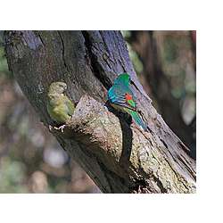 Певчий попугай (Psephotus haematonotus)
