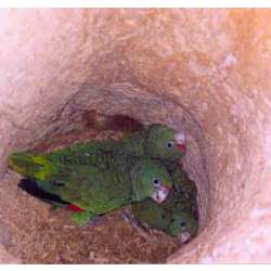 Тукуманский амазон (Amazona tucumana)