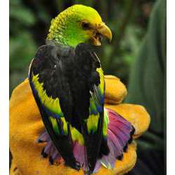 Семицветный пестрохвостый попугай (Touit batavicus)