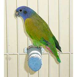 Синеголовый красногузый попугай (Pionus menstruus)