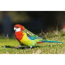 Розелла (птица) (Platycercus eximius)