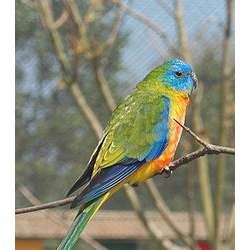 Лазурный травяной попугайчик (Neophema pulchella)