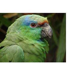 Праздничный амазон (Amazona festiva)