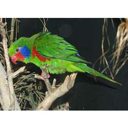 Краснобокий украшенный лори (Charmosyna placentis)