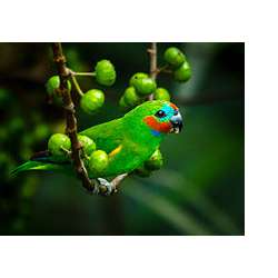 Златобокий фиговый попугайчик (Cyclopsitta diophthalma)