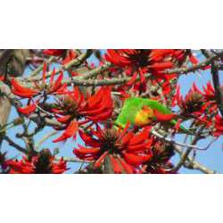 Многоцветный лорикет (Trichoglossus haematodus)