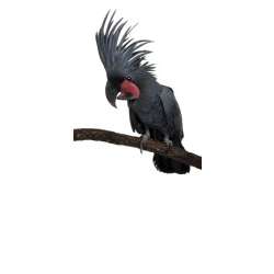 Чёрный какаду (Probosciger aterrimus goliath)