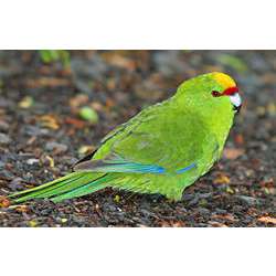 Желтолобый прыгающий попугай (Cyanoramphus auriceps)