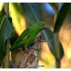 Желтокрылый тонкоклювый попугай (Brotogeris chiriri)