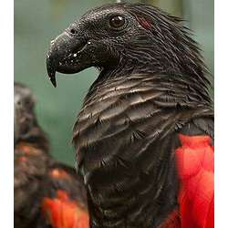 Орлиный попугай (Psittrichas fulgidus)