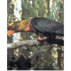 Белоспинный лори (Pseudeos fuscata)