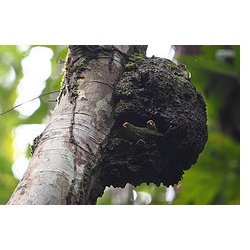 Дятловый попугайчик Сальвадори (Micropsitta keiensis)