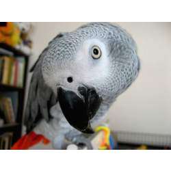 Жако (Psittacus erithacus)