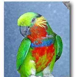 Карликовый попугай Эдвардса (Psittaculirostris edwardsii)