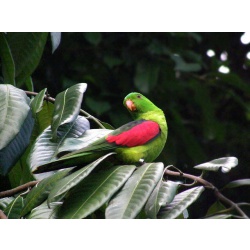 Краснокрылый попугай (Aprosmictus erythropterus)