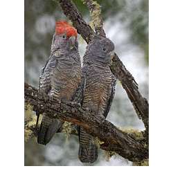 Шлемоносный какаду (Callocephalon fimbriatum)