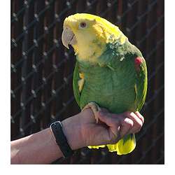 Желтоголовый амазон (Amazona oratrix)