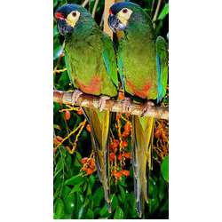 Красноспинный ара (Ara maracana)