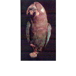 Серо-голубой гиацинтовый ара (Anodorhynchus glaucus)