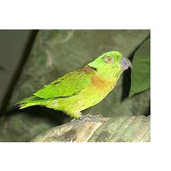 Ошейниковый неразлучник (Agapornis swindernianus)