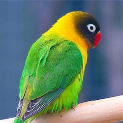Масковый неразлучник (Agapornis personatus)