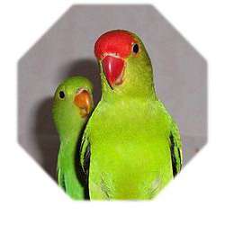 Чернокрылый неразлучник (Agapornis taranta)