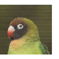 Чернощёкий неразлучник (Agapornis nigrigenis)