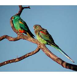 Разноцветный плоскохвостый попугай (Psephotus varius)