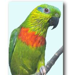 Карликовый попугай Сальвадори (Psittaculirostris salvadorii)