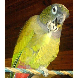 Красногузый попугай Максимилиана (Pionus maximiliani)