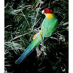 Красношапочный попугай (Purpureicephalus spurius)