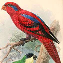 Красный лори (Eos bornea)