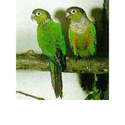 Чернохвостый попугай (Pyrrhura melanura)