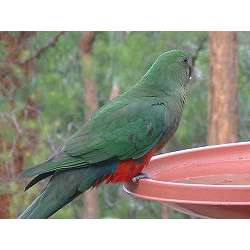 Королевский попугай (Alisterus scapularis)