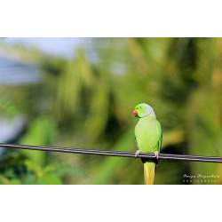 Изумрудный кольчатый попугай (Psittacula calthropae)