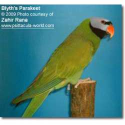 Сероголовый кольчатый попугай (Psittacula caniceps)