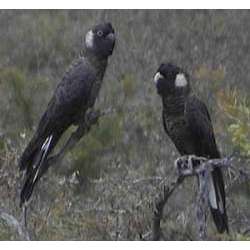 Белохвостый траурный какаду (Calyptorhynchus latirostris)