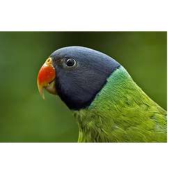 Кольчатый попугай Финша (Psittacula finschii)