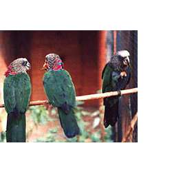 Веерный попугай (Deroptyus accipitrinus)