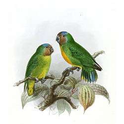 Дятловый попугайчик Шлегеля (Micropsitta geelvinkiana)