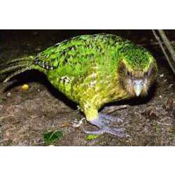 Какапо или совиный попугай (Strigops habroptilus)