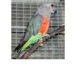 Красногрудый длиннокрылый попугай (Poicephalus rufiventris)