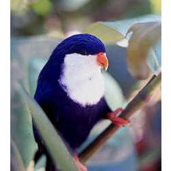 Ультрамариновый лори-отшельник (Vini ultramarina)