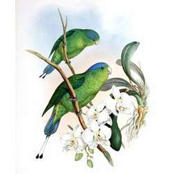 Красношапочный ракеточник (Prioniturus flavicans)