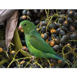 Краснокрылый тонкоклювый попугай (Brotogeris chrysoptera)