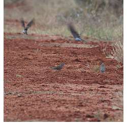 Розовобрюхий травяной попугайчик (Neopsephotus bourkii)