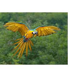 Сине-жёлтый ара (Ara ararauna)